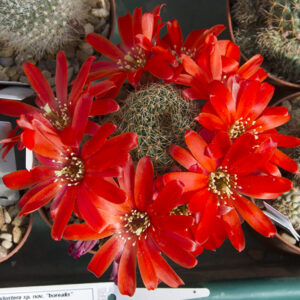 Aylostera borealis WK1033