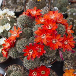 Aylostera brunescens L383