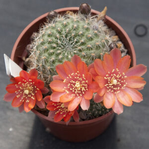Aylostera buiningiana J145