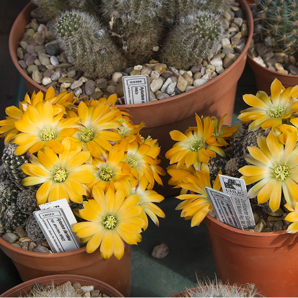Aylostera diersiana ssp. atrovirens WR633