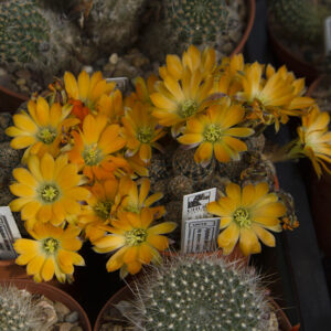 Aylostera diersiana atrovirens WR633