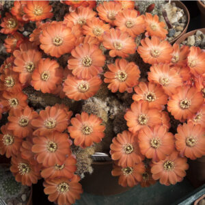 Aylostera eos roseiflora