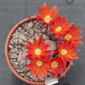 Aylostera heliosa cajasensis L405