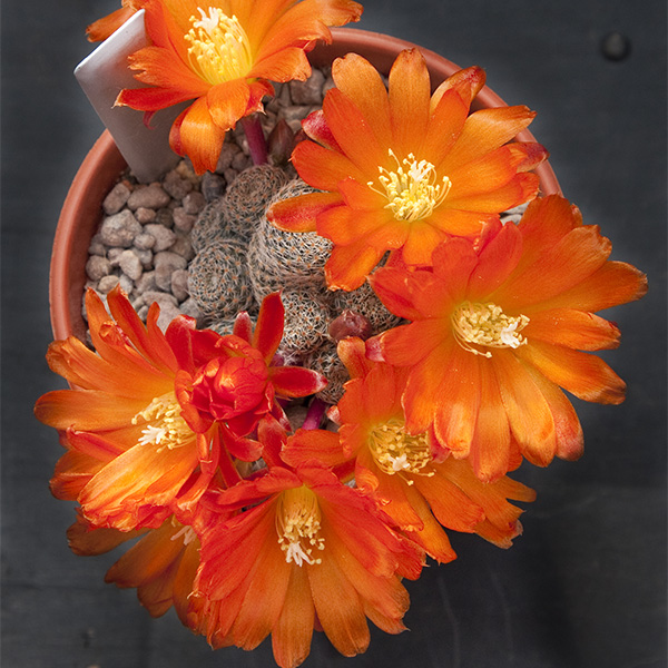 Aylostera heliosa cajasensis TB206.3/2