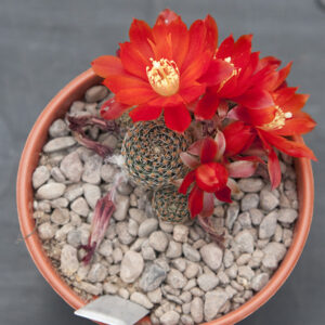 Aylostera heliosa condorensis LH784
