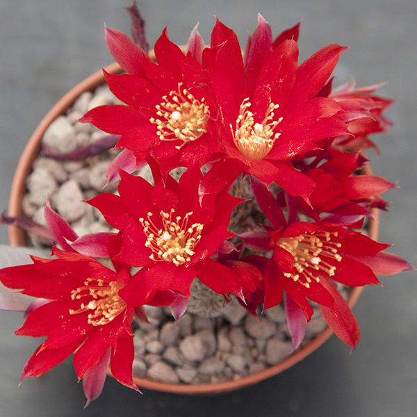 Aylostera heliosa condorensis SE81