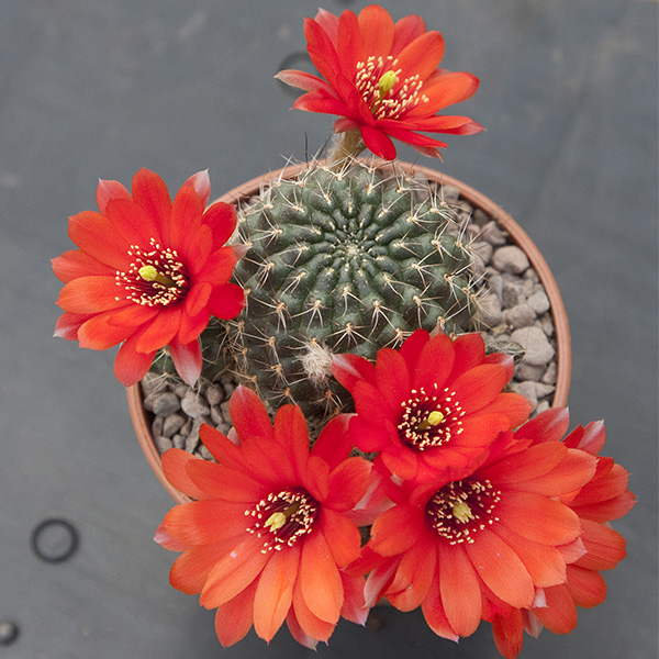 Aylostera huasiensis RH896