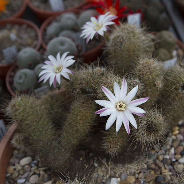 Aylostera leucanthema