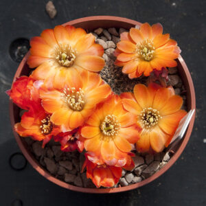 Aylostera nigricans
