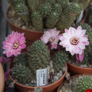 Aylostera odehnalii SE109