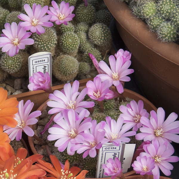 Aylostera perplexa L329a