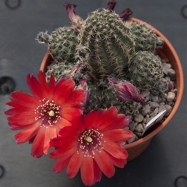 Aylostera marieae LF51a