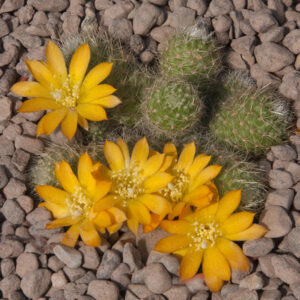 Rebutia fabrisii WR687