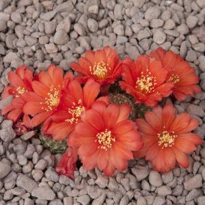 Rebutia fabrisii nana