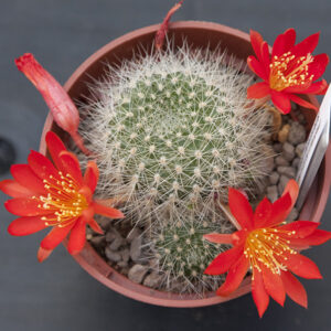 Rebutia wessneriana CL17