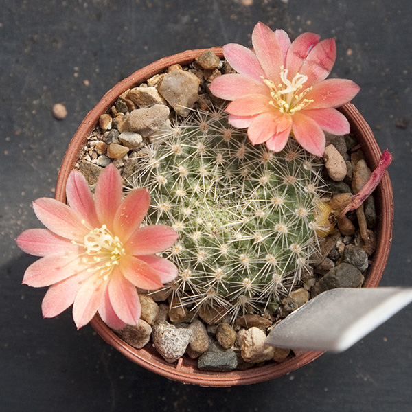 Rebutia xanthocarpa var. salmonea