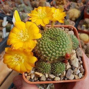 Rebutia marsoneri