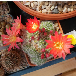 Rebutia senilis RRM120