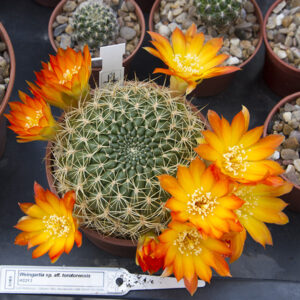Weingartia aff. torotorensis HS213