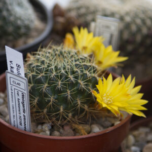 Weingartia arenacea kamiensis HS188