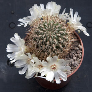 Weingartia cylindrica albiflora HS044A