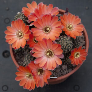 Weingartia iscayachensis SE64A
