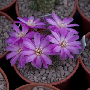 Weingartia pulchra VJ67