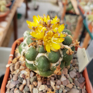 Weingartia cintia