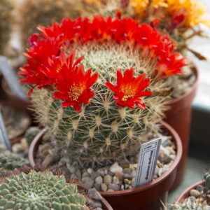 Weingartia neocumingii KH30