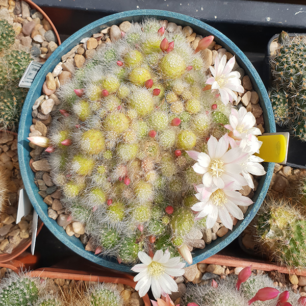Aylostera albiflora FR766a