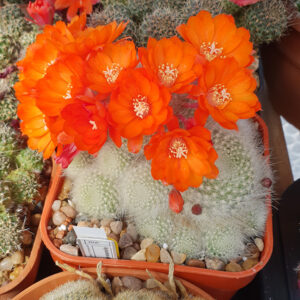 Aylostera albipilosa