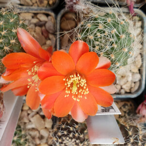 Aylostera applanata