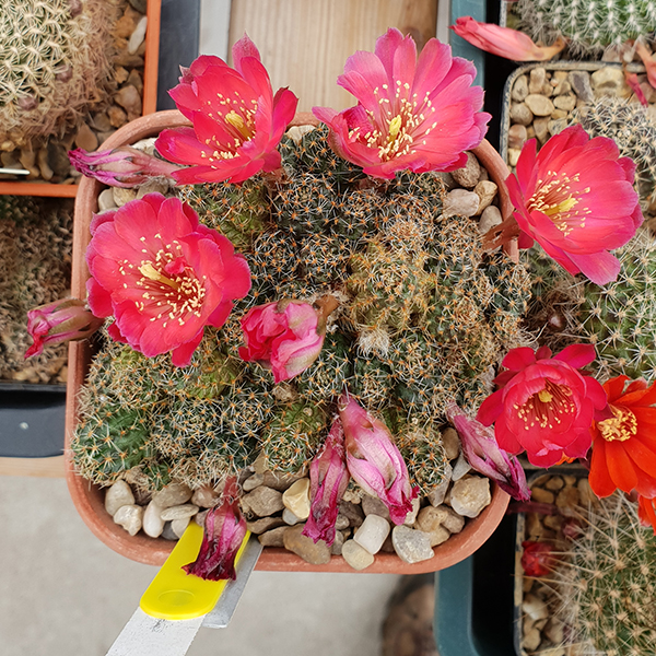 Aylostera colorea WR660