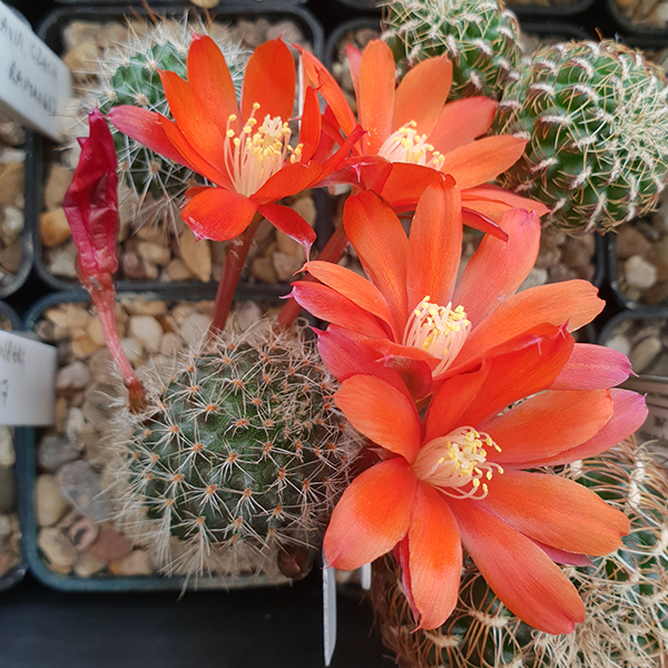 Aylostera deminuta MN514