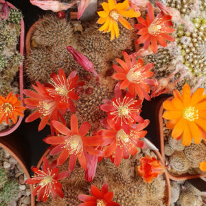 Aylostera fulviseta