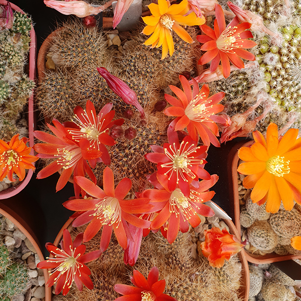 Aylostera fulviseta