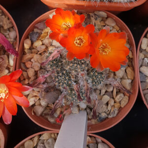 Aylostera gavazzi