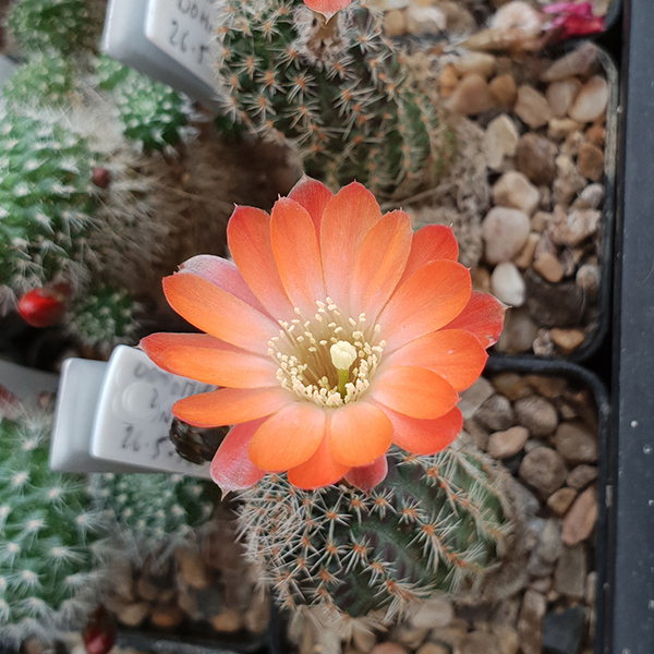 Aylostera haagei ssp. elegantula SE56