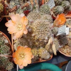 Aylostera haagei ssp. mudanensis