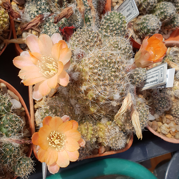 Aylostera haagei ssp. mudanensis