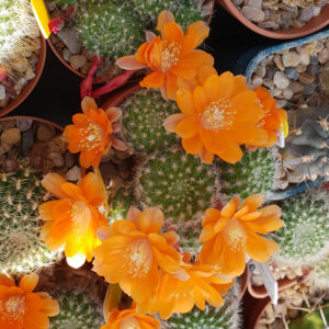Aylostera kieslingii