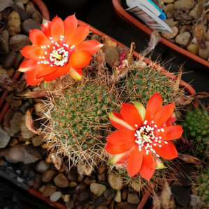 Aylostera mamillosa WR302