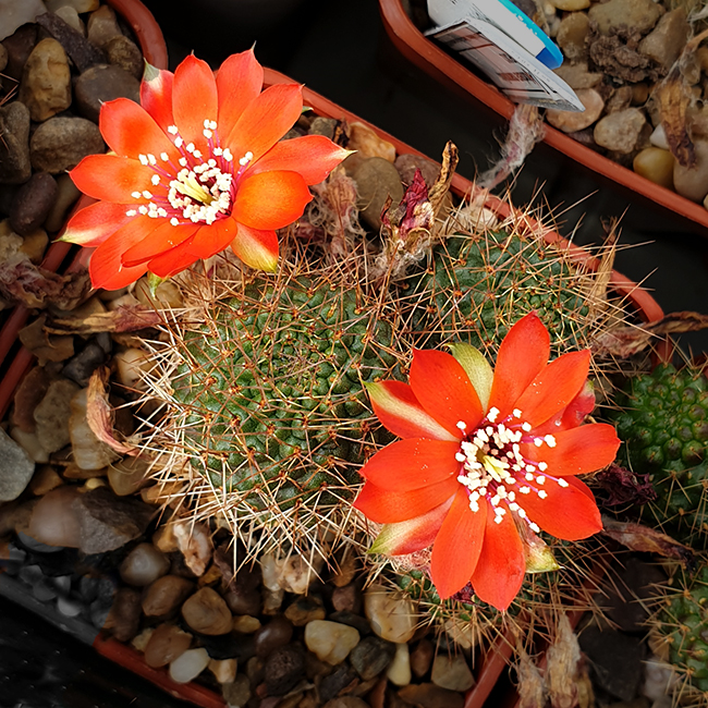 Aylostera mamillosa WR302