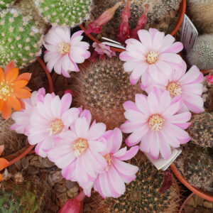 Aylostera narvacensis Welter88