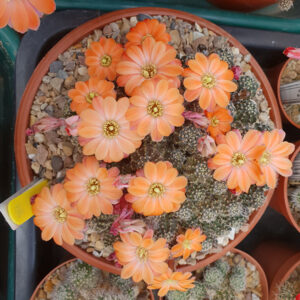 Aylostera nazarenoensis RH580