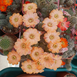 Aylostera nigricans RH500
