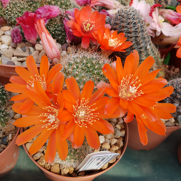 Aylostera nogalesensis FR768