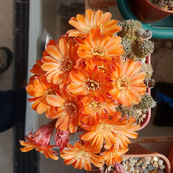 Aylostera pygmaea RH502