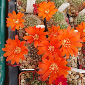 Aylostera rubiginosa L407