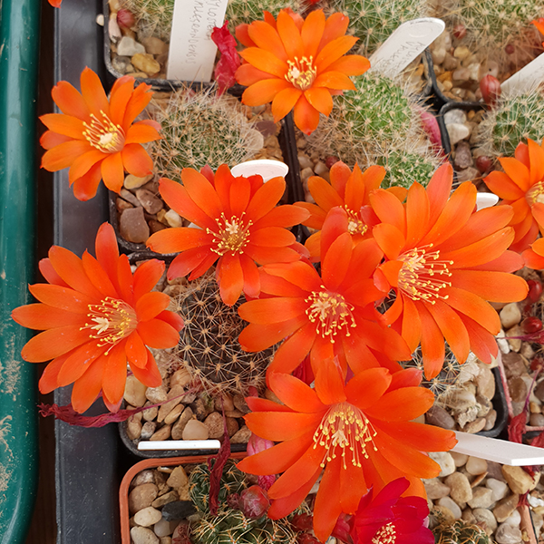 Aylostera rubiginosa L407